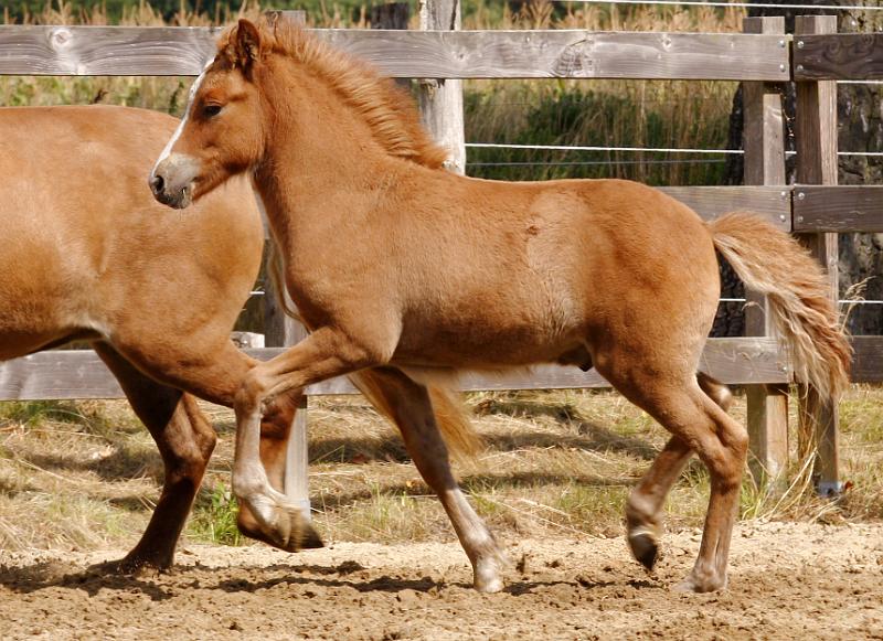 Gabriel von Heidmoor b.jpg